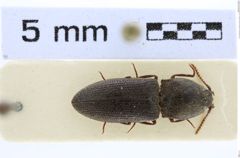 Foto (Dorsalansicht) von Agrypnus sinensis (Candèze, 1857) (NHMW-ZOO-COL-0008124)